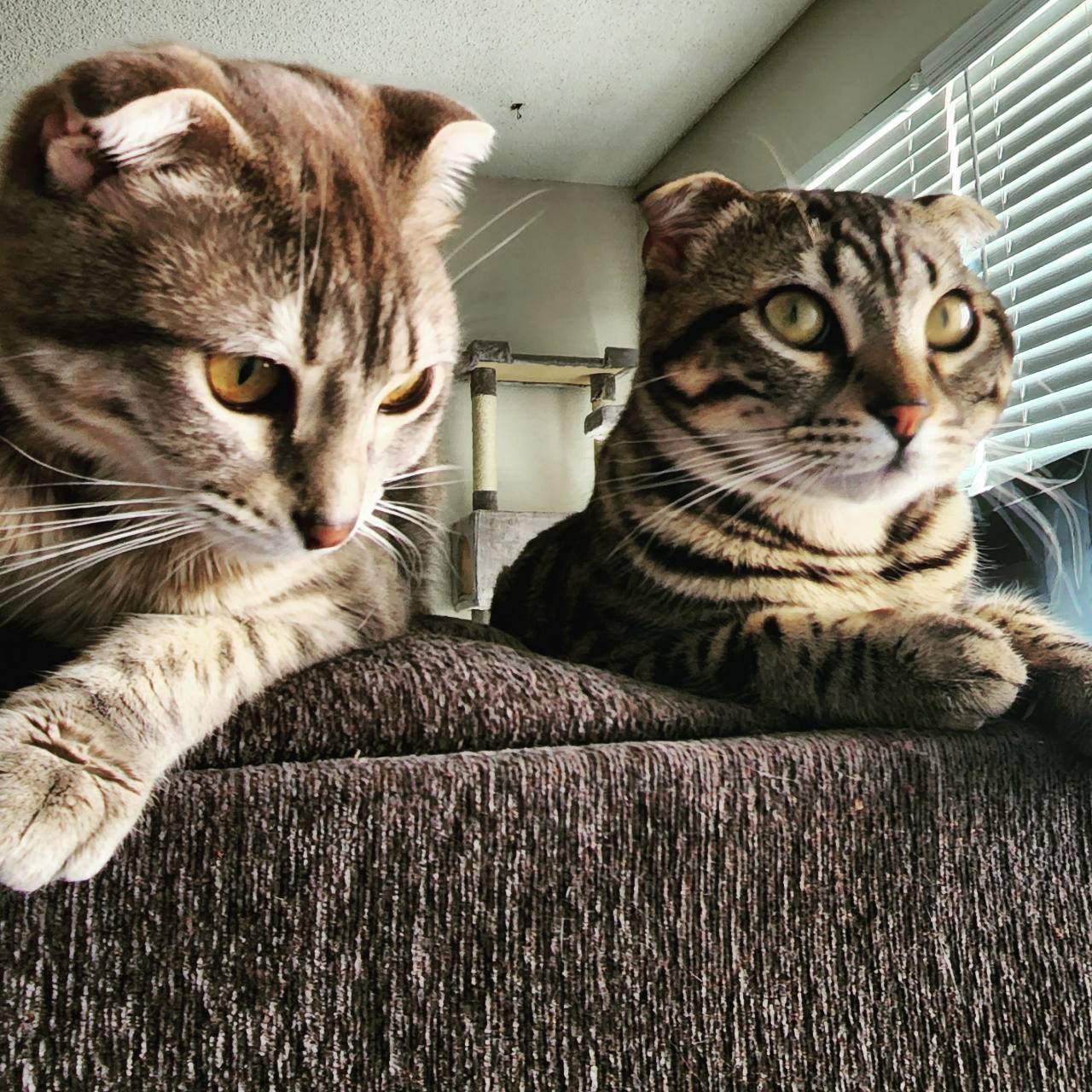 Two folded-ear tabby cats resting side by side, one gazing down thoughtfully while the other watches the distance with wide golden eyes